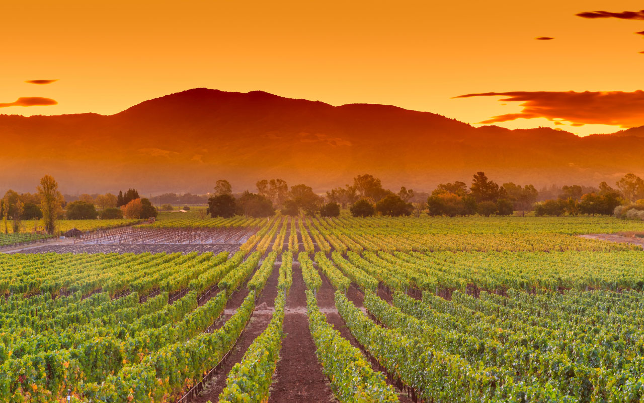 Sauvignon blanc California