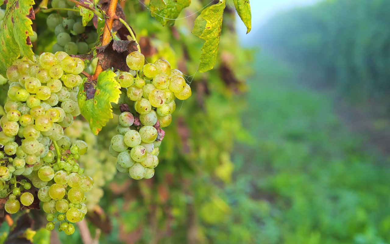 Uva Sauvignon blanc