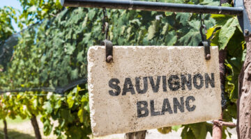 Sauvignon blanc vigne