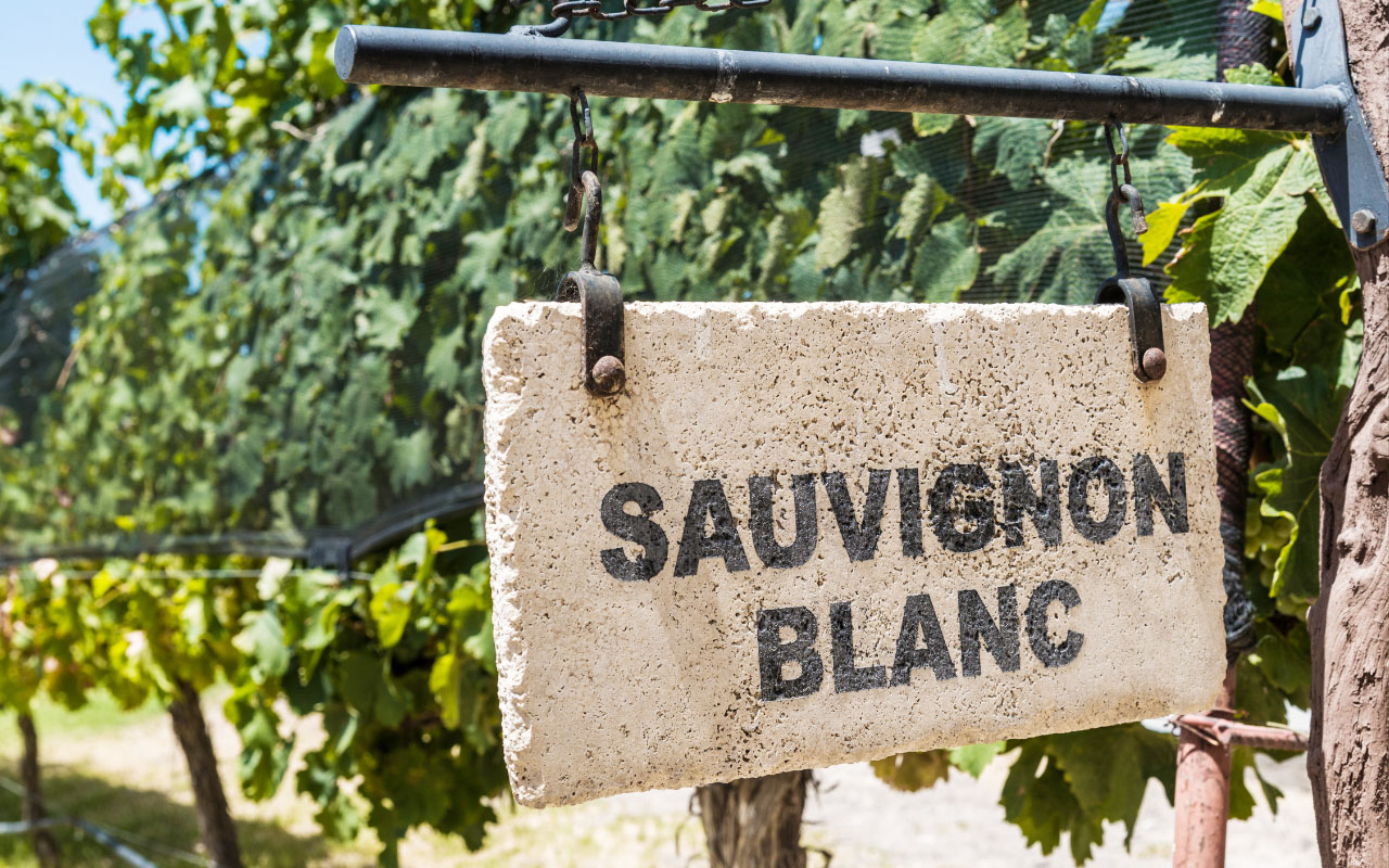 Sauvignon blanc vigne