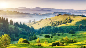 Carmenère - Vicenza