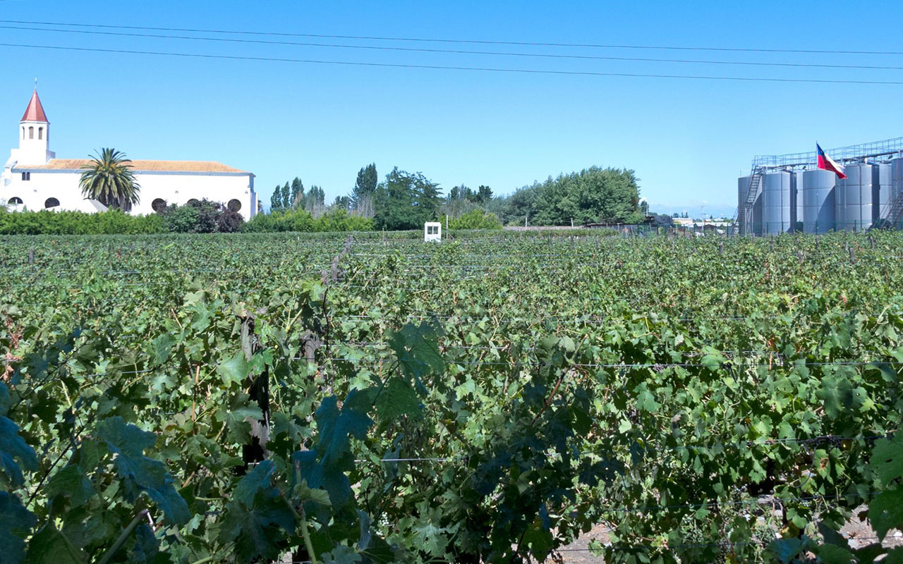 Vino Cile