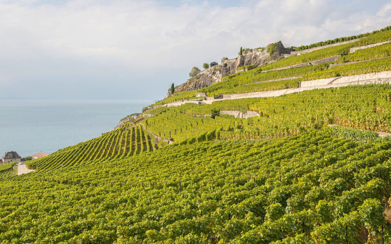 Terroir bordeaux atlantico