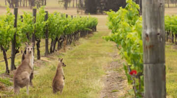 Percorso nel vino Australia