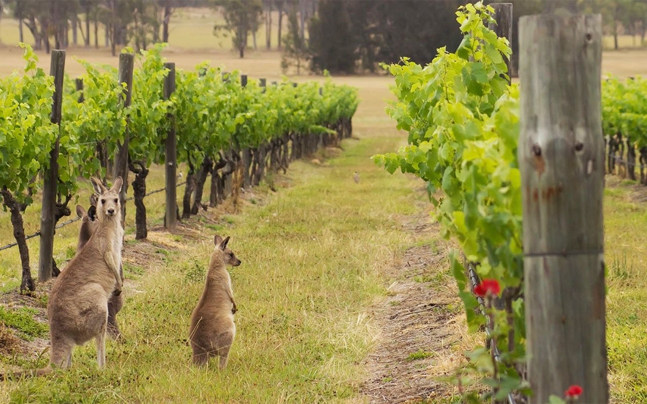 Percorso nel vino Australia