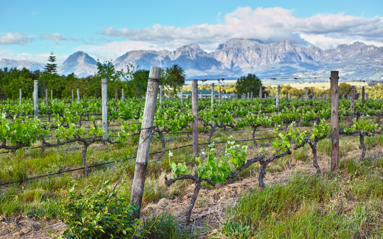 Percorso vino Abruzzo