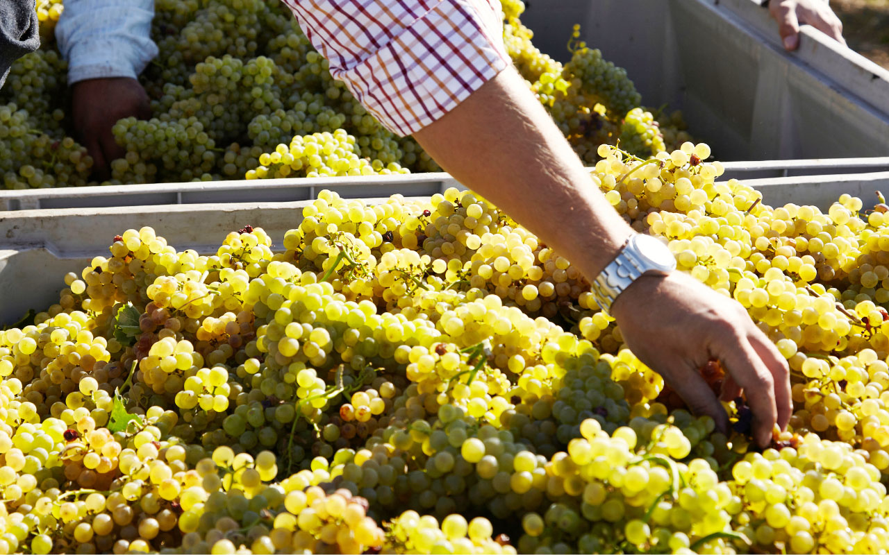 Vinificazione Bianco