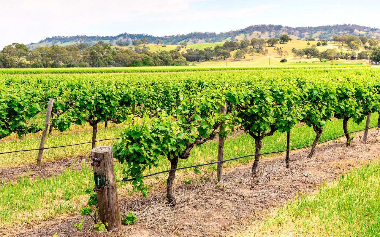 Barossa Valley