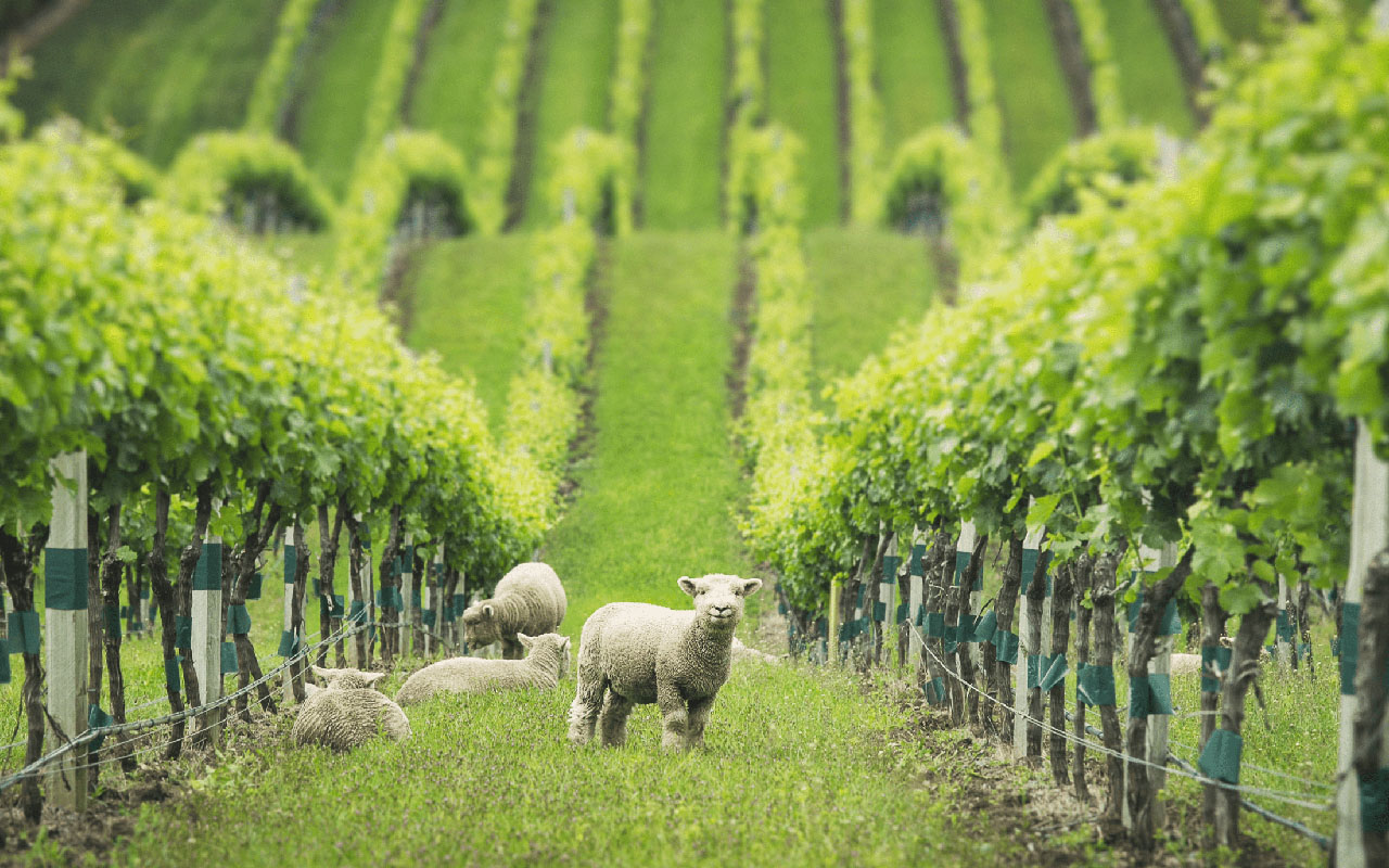 Aoteroa pecore vigna