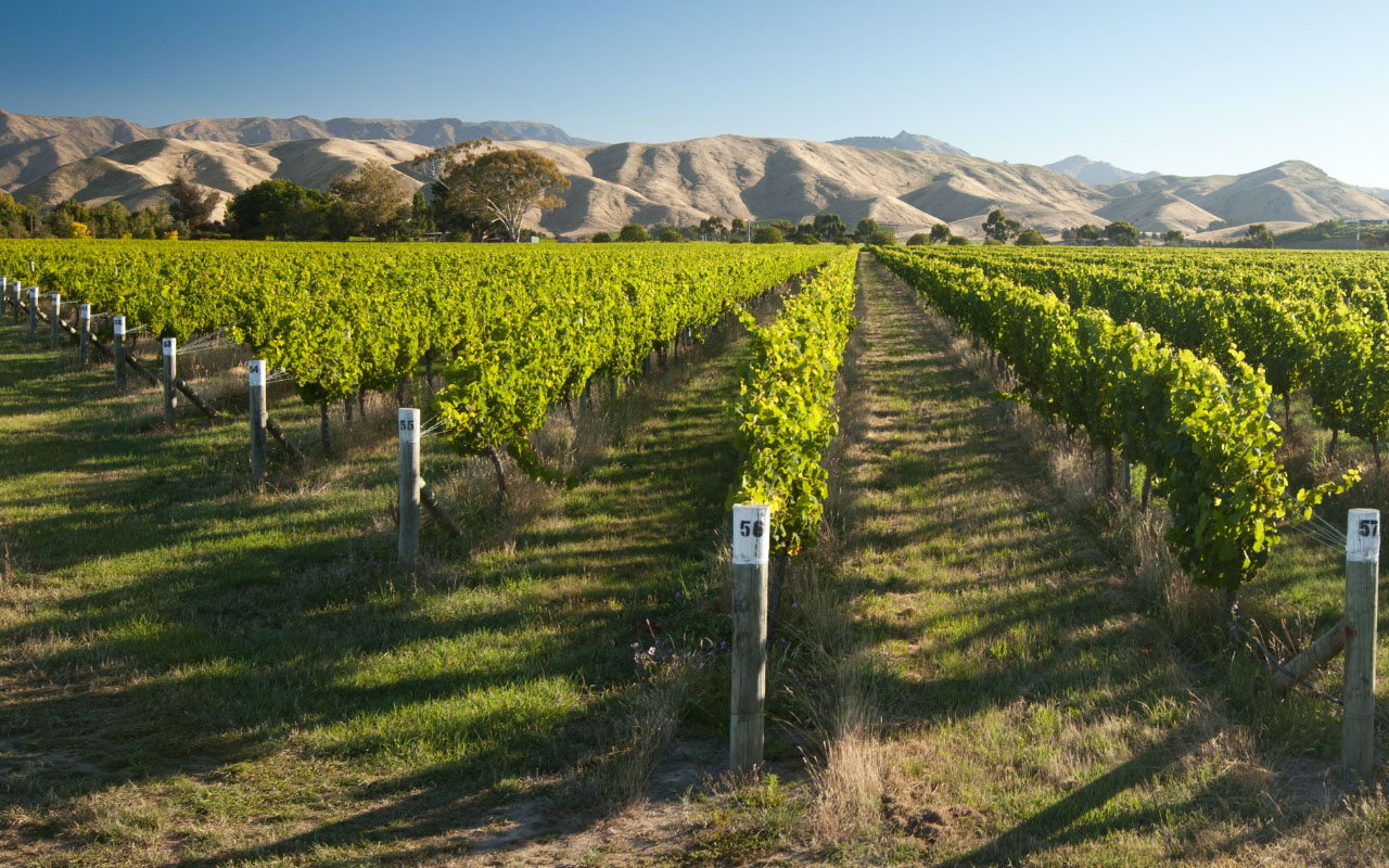 Viti sauvignon blanc