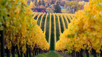 Oregon viaggio nel vino