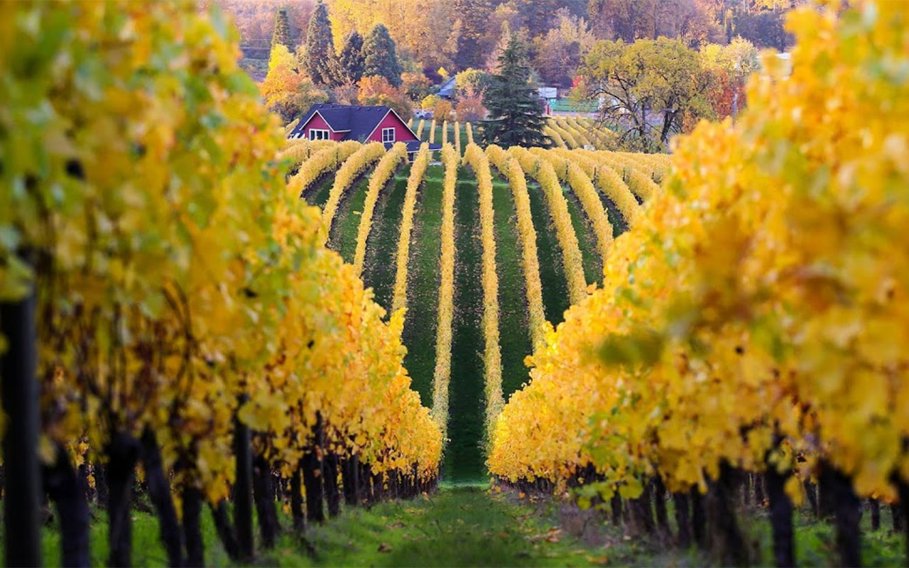 Oregon viaggio nel vino