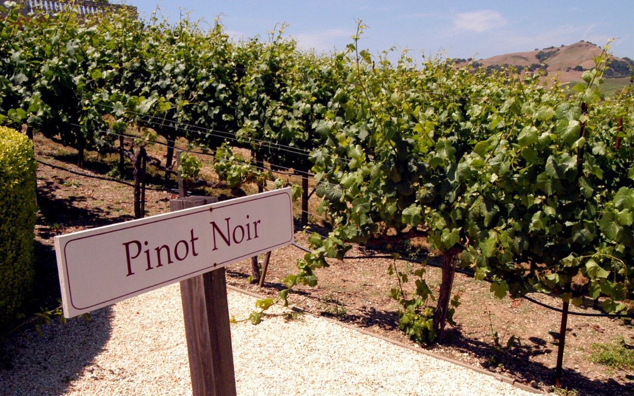 Oregon Pinot Noir