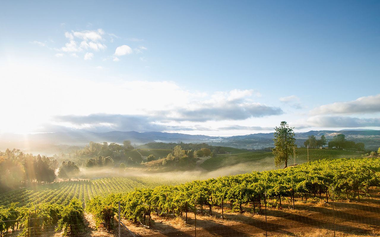Vigneti esteri