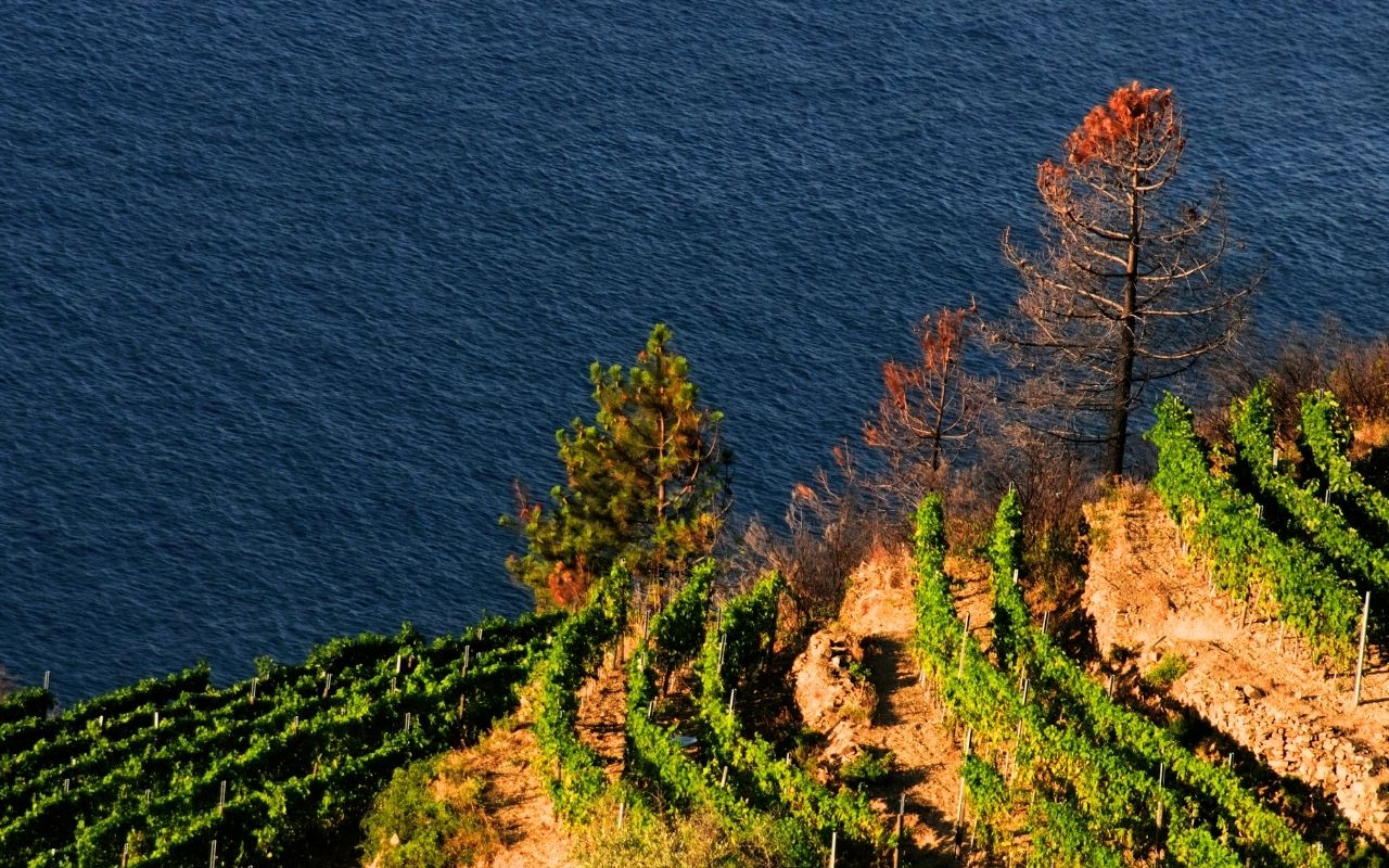 Liguria itinerari nel vino