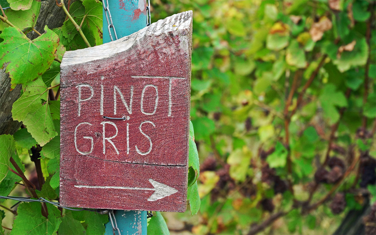 Pinot Gris