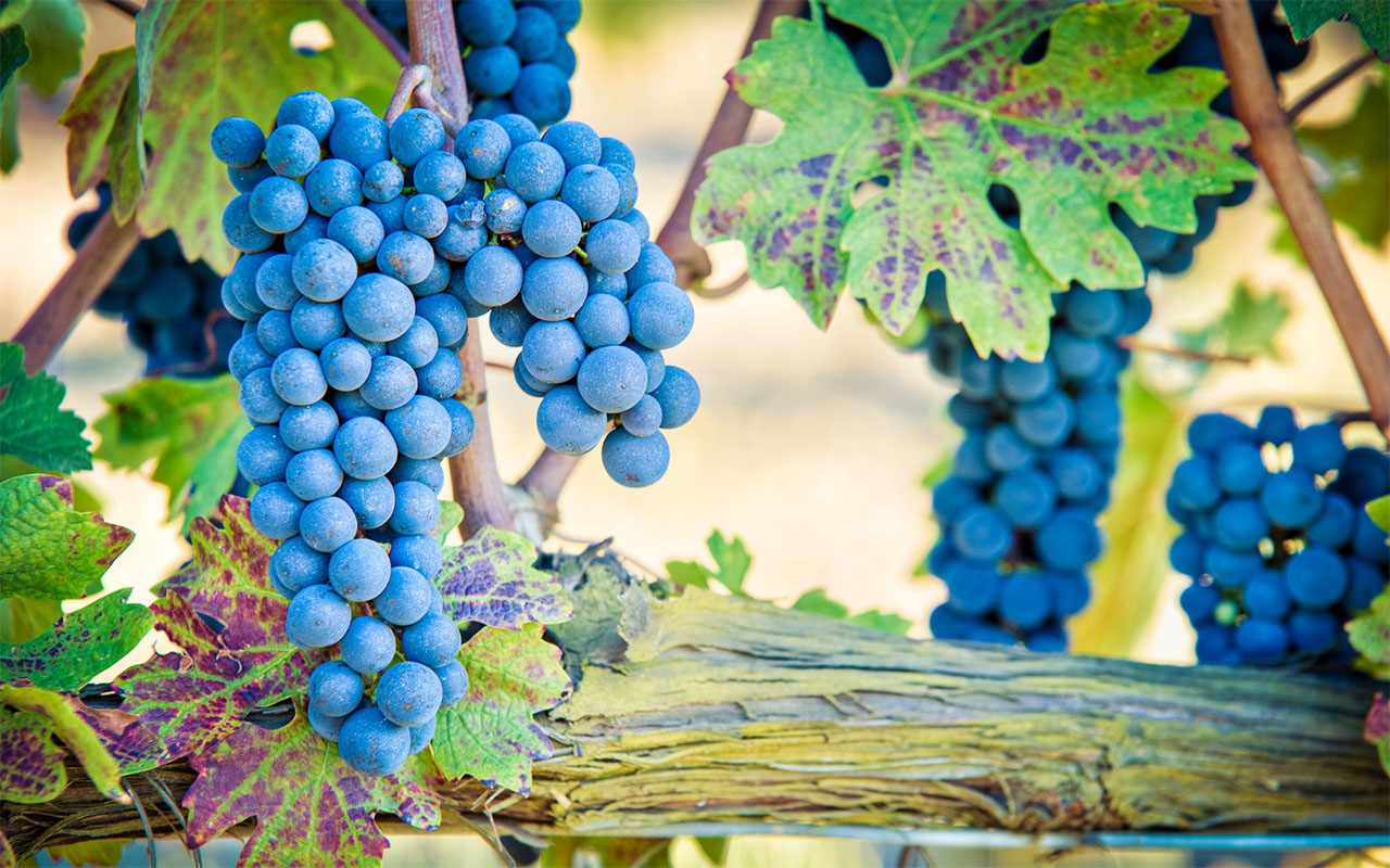 Cantine di Montalcino